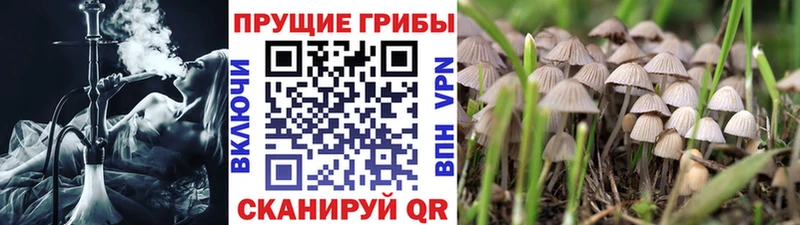 Купить  Зверево  Псилоцибиновые грибы мицелий 